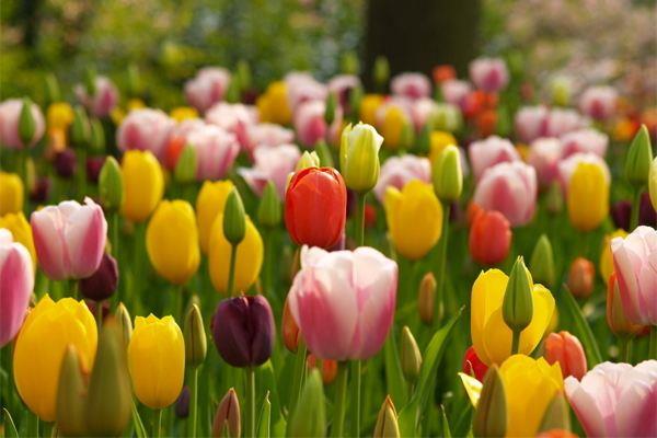 artificial tulip