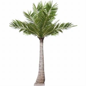 Crainn cnó cócó saorga