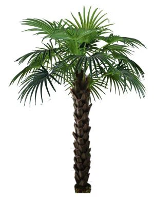 Crann Livistona Saorga