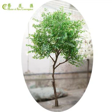 Crann Ficus Ficus dteagmháil fíor le trunk nádúrtha