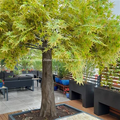 Crann Dathfhásta Móra Saorga